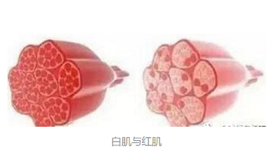 青島特斯特—食品加工配料解決方案提供者，不一樣的體驗